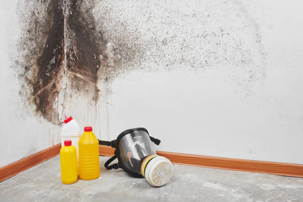 Best Localized Mold Remediation (e.g., coastal areas, humid climates) in Sauk Vlage, IL