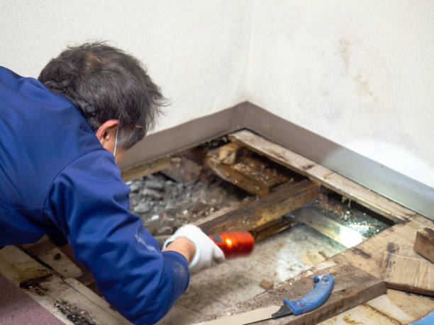 Best White Mold Remediation in Sauk Vlage, IL