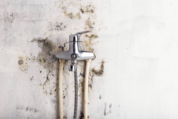 Best Health and Safety Mold Remediation in Sauk Vlage, IL