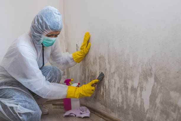 Best Bathroom Mold Remediation in Sauk Vlage, IL
