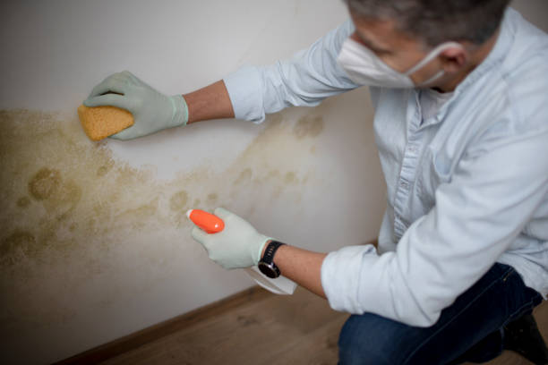 Best Industrial Mold Remediation in Sauk Vlage, IL