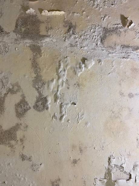 Best DIY Mold Remediation Support Services in Sauk Vlage, IL