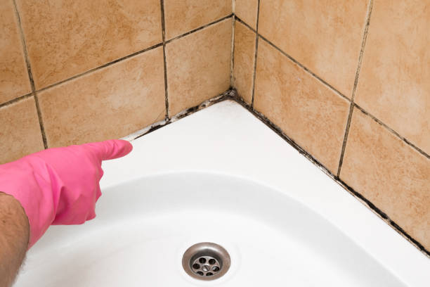 Best Mold Testing and Inspection Services in Sauk Vlage, IL